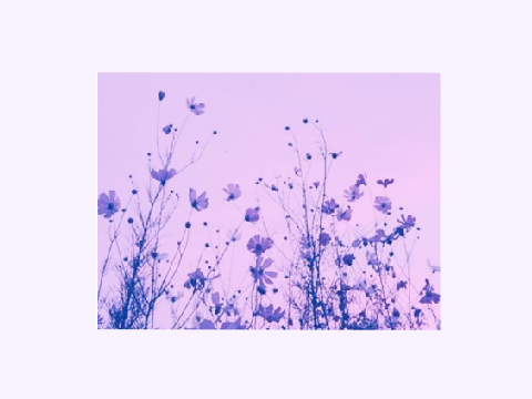 ✤