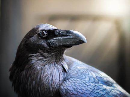 Random pictures of Crows!