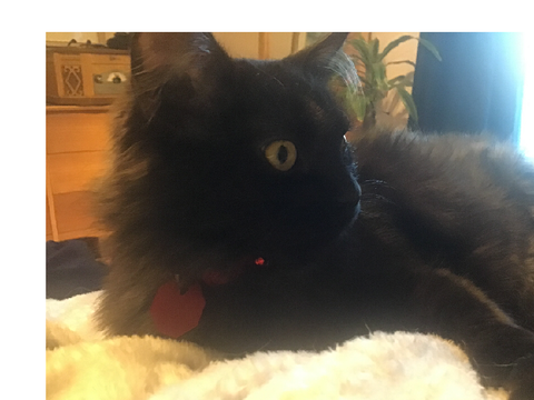 The edgiest kitten in the world.