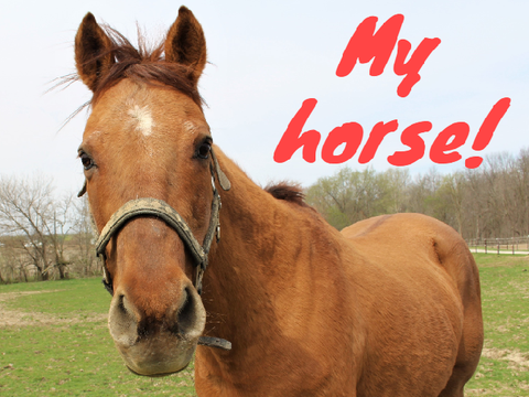 My Horse Belle