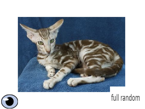 Cat generator