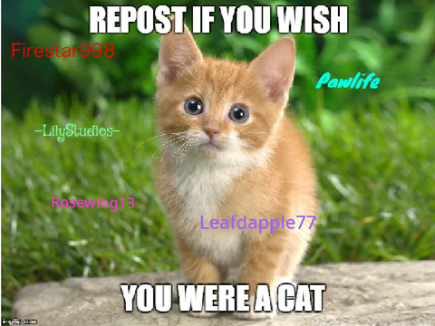 Remix this if you wish you were a cat!   remix