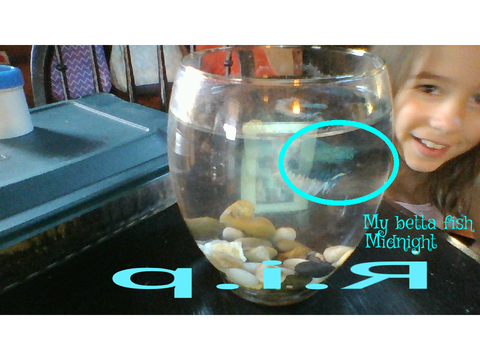 My betta fish midnight .r.i.p.