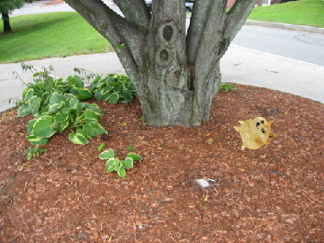 BEHOLD...BABY DOGE!!!!!