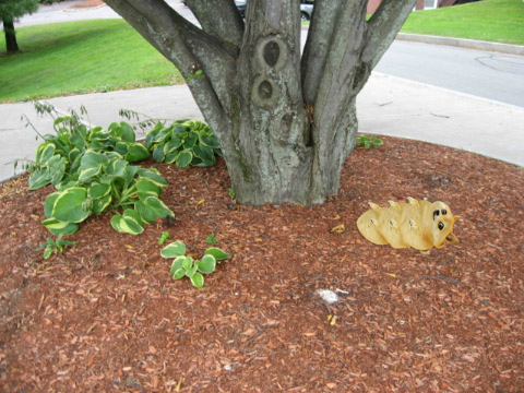 Larvae Doge remix