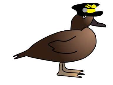 Seargeant  Madagascar pochard