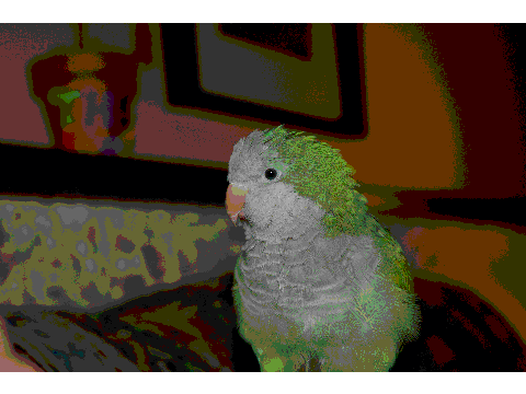 more kiwi pics