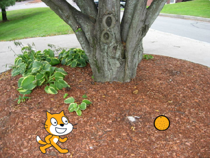 Cat hates Orange