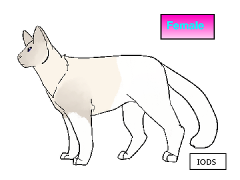 Warrior Cat Generator 2019!!