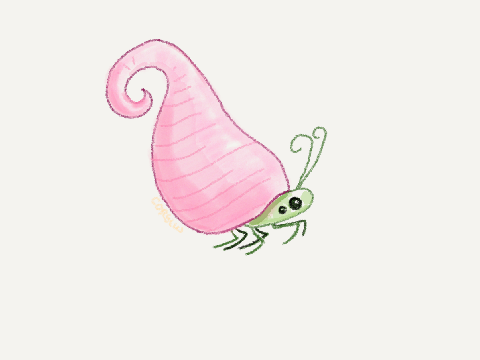hermit bug