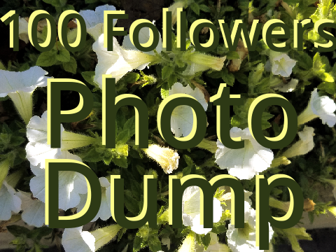 100 Followers - Photo Dump