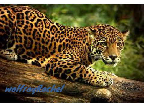 save the leopards