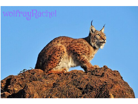 save the lynx
