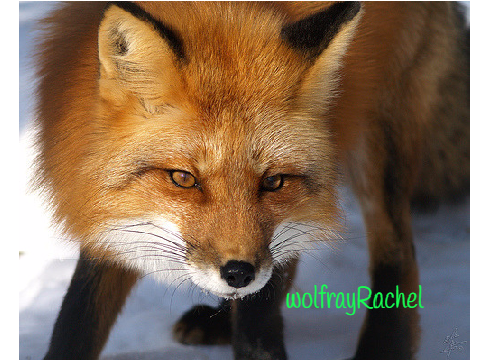save the red fox