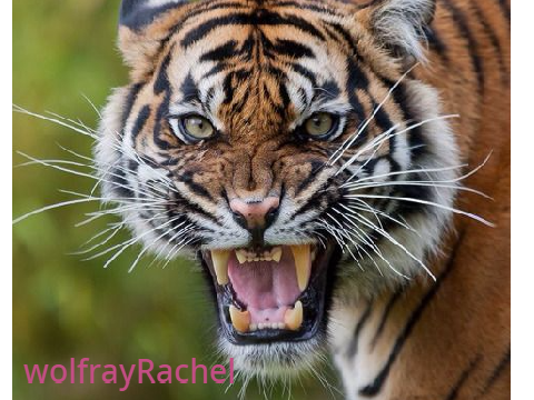 save the tigers