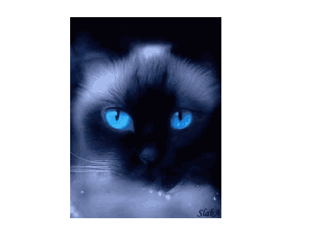 blinking cat  PFP for @ZoeyParmesan