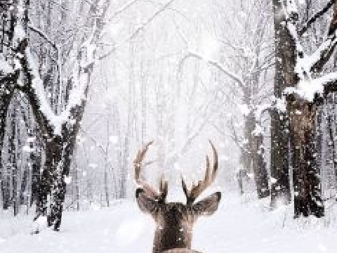     ❅