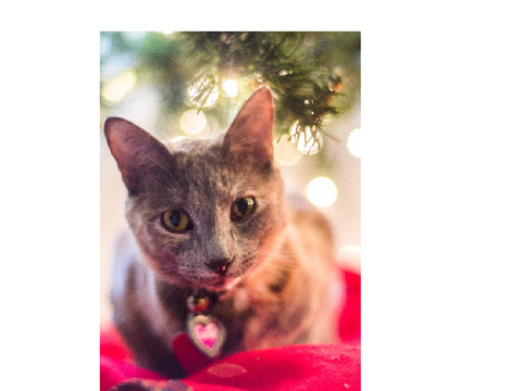 My cat Icicle