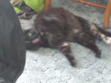 my cat 