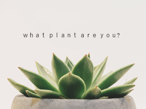 What plant are you? (Mobile - friendly!)