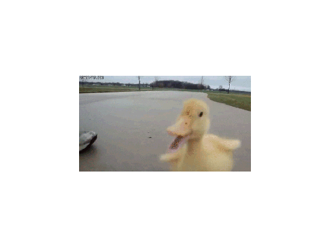 quack quack ducky song