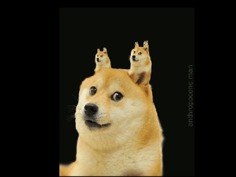 Doge