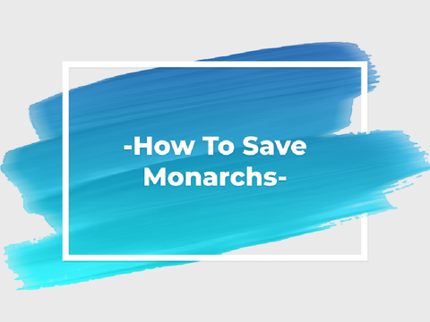 5 Ways To Save Monarchs--
