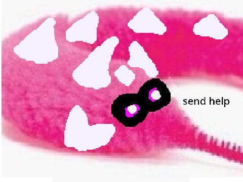 a cursed image