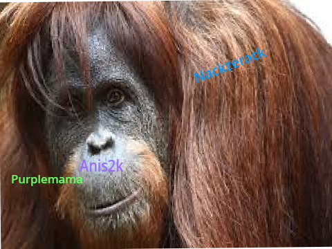 Sign to help the orangutans from dying Nackzerack