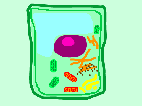 Parts of a Plant Cell