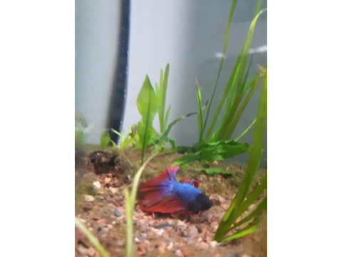Tinsel The Betta