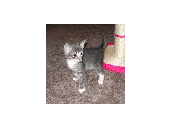 my new cat 