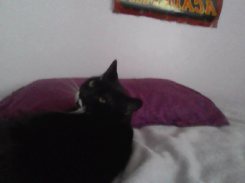 mi cat