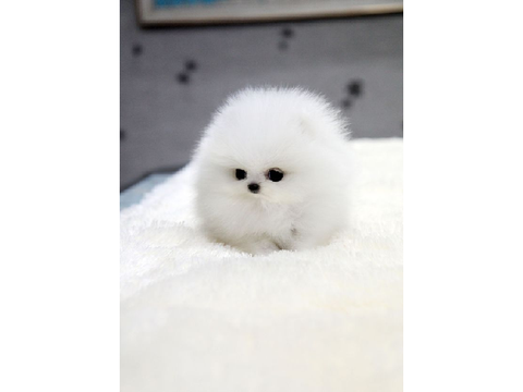 AWESOME puppy pictures