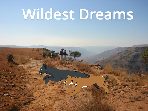 Wildest Dreams 
