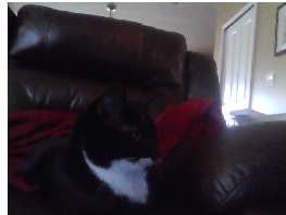 lazy cat