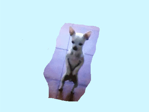 dancing dog