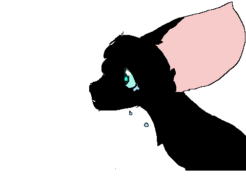 sad cat
