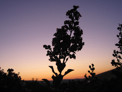 Sunset Flower 