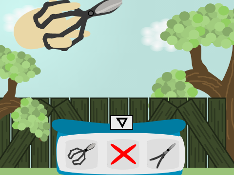 Bonsai Basics