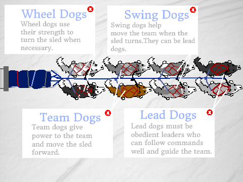 Sled Dog Positions and Jobs