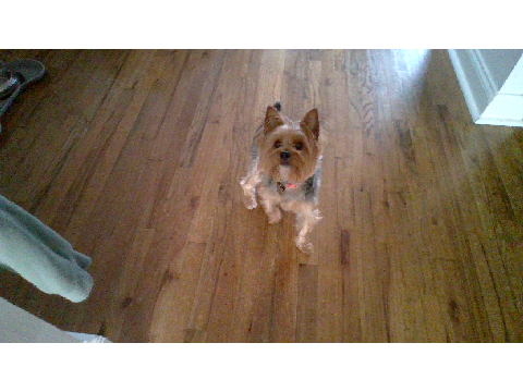 My Dog Joy