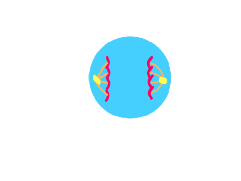 Cell Cycle Project