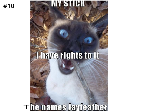 Top 10 Jayfeather memes!