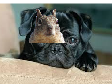 dogs worst nightmare