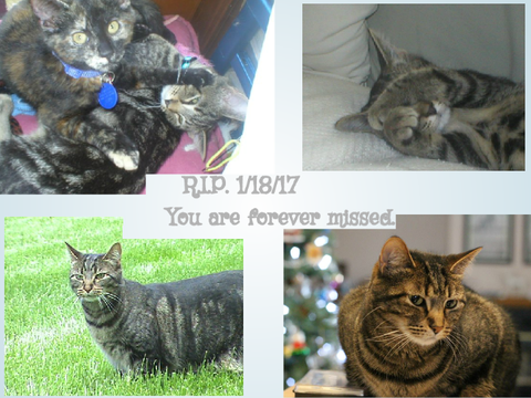 Rest In Peace, Kitty