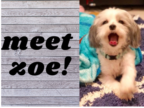 • meet zoe! •