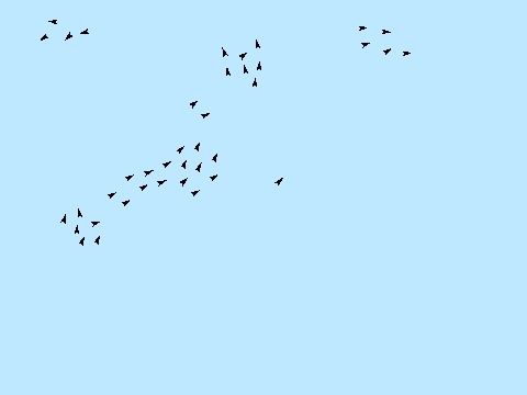 Birds