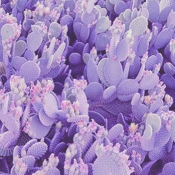 ᴏᴛᴀ ᴘᴀʏᴍᴇɴᴛ