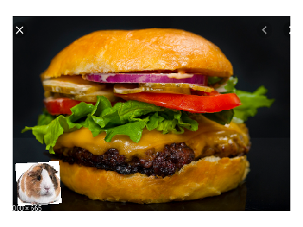 Guinea Pig With Hamburger!